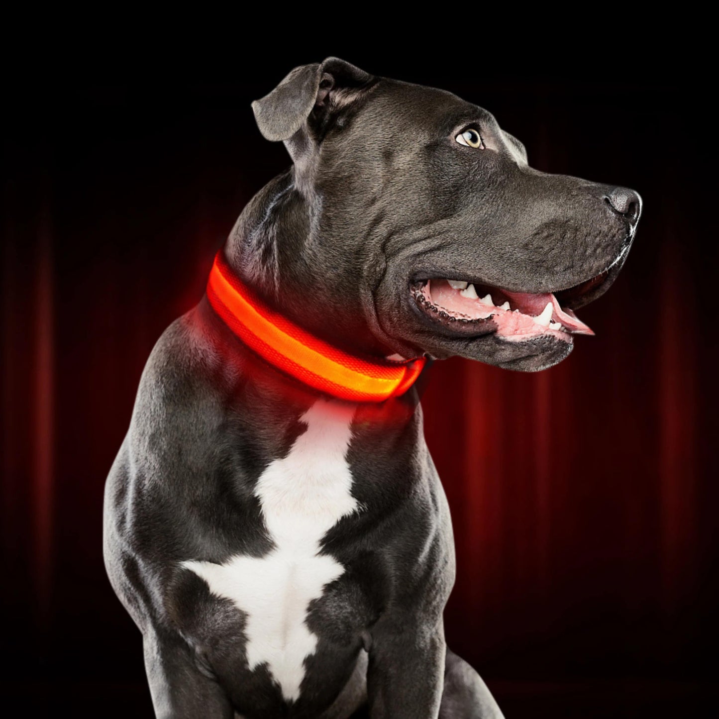 LED Hundehalsband Leuchthalsband Hunde Sicherheit Outdoor