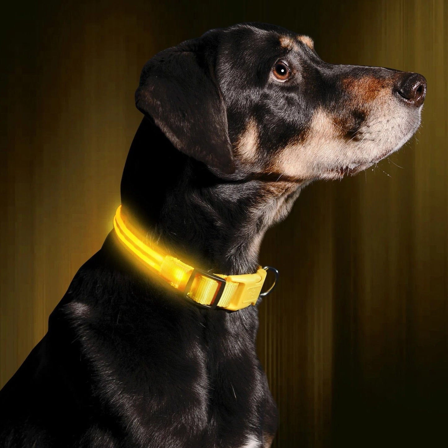 LED Hundehalsband Leuchthalsband Hunde Sicherheit Outdoor
