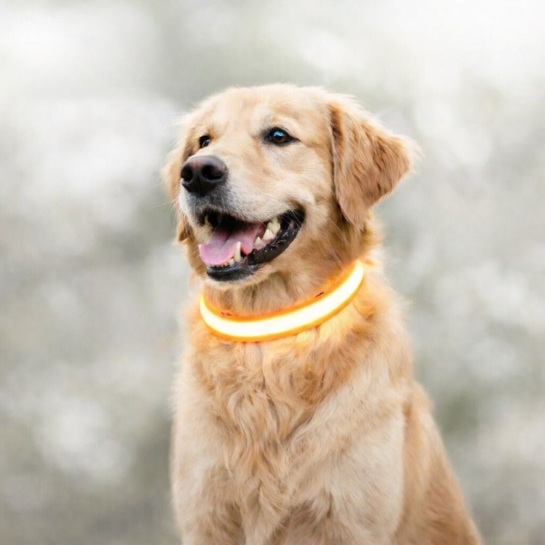 LED Hundehalsband Leuchthalsband Hunde Sicherheit Outdoor