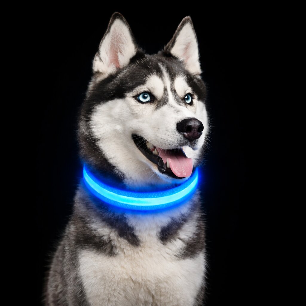 LED Hundehalsband Leuchthalsband Hunde Sicherheit Outdoor